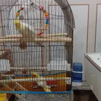 عروس هلندی|پرنده|امیدیه, |دیوار