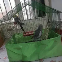 عروس هلندی و مرغ عشق