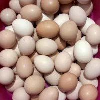 تخم مرغ نطفه دار