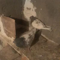 ساده افشون وکله سینه سرخ وسینه زرد|پرنده|مشهد, آبکوه|دیوار