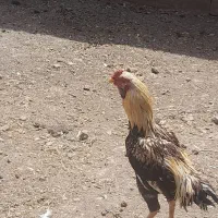 جوجه لاری و خروس|حیوانات مزرعه|زاوه, |دیوار