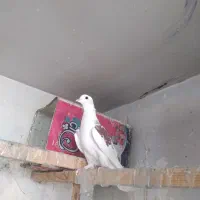 کفتر.ماده .پشت دار|پرنده|تهران, بهاران|دیوار