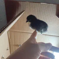 جوجه رسمی (گلپایگانی)|حیوانات مزرعه|تهران, مشیریه|دیوار