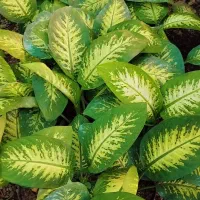 گل طبیعی و  آپارتمانی دیفن باخیا عمده و تکی