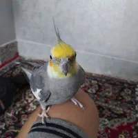 عروس هلندی نر سخنگو|پرنده|گرگان, |دیوار