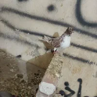 کبوتر|پرنده|نوشین شهر, |دیوار