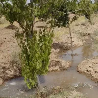 زمین درخت میوه|فروش زمین و ملک کلنگی|بهار, |دیوار