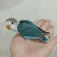 جوجه برزیلی (کوتوله)