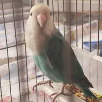 پرنده