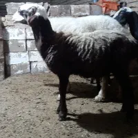 یک عدد گوسفند بره دار ویک ماده شیشک جنس