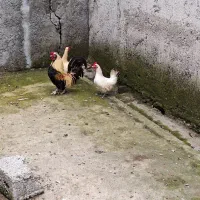 مرغ و خروس چینی|حیوانات مزرعه|رشت, لاکان شهر|دیوار