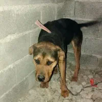 توله سگ روتوایلر نژاد دار ماده ۱۰ ماهه واکسن زده