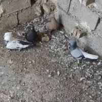 شرط دوری سفت مست