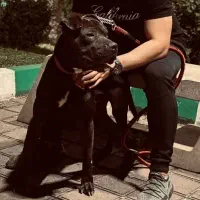 واگذاری سگ پیتبول