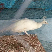 طاووس|پرنده|اسالم, |دیوار