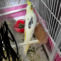 عروس هلندی دوکت خالص