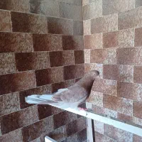 یه جفت سرور نرو ماده