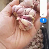 فروش سیر