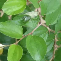 فروش برگ کنار(سدر)