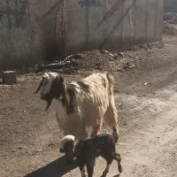 بز ننه بالاجوان ودوعدد بزغاله|حیوانات مزرعه|اردبیل, |دیوار