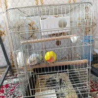 کوتوله برزیلی|پرنده|شیراز, داریون|دیوار