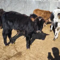 ۶ راس گوساله گیلک و گیل دورگ نر|حیوانات مزرعه|جوادآباد, |دیوار