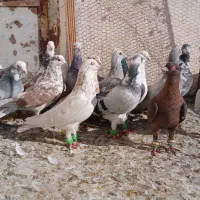 کفترپرشی|پرنده|نیشابور, مبارکه|دیوار