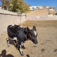 گوساله ماده هلشتاین|حیوانات مزرعه|فارسان, |دیوار