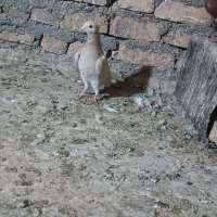 جفت نر ماده دمسفید عطیقه|پرنده|مشهد, کوی سیدی|دیوار