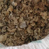 موسیر خشک ودرجه 2 کلنگی