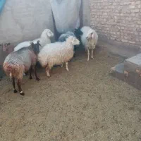 میش آبستن|حیوانات مزرعه|یزد, |دیوار