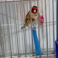 سهرههای اتیقه|پرنده|سنندج, |دیوار