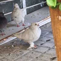 کبوتر  ۳ عدد فروشی