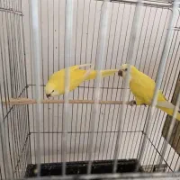 طوطی راهب لوتینو