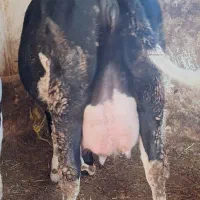 گاو سمینتال تازه زاییده