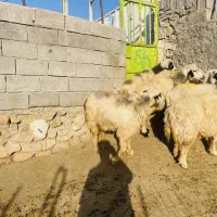 فروش ۶راس میش درجه یک|حیوانات مزرعه|دهدشت, |دیوار