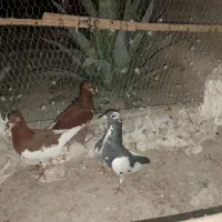 سه عدد یهودی|پرنده|مهر, |دیوار