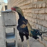 خروس لاری