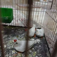 مرغ عشق اهلی و فنج اهلی|پرنده|ارومیه, |دیوار