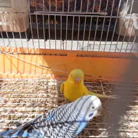 طوطی،کتوله برزیلی ،مرغ عشق|پرنده|یاسوج, |دیوار