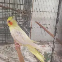 عروس هلندی ماده رام و چلوندنی