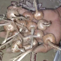 پیاز زعفران