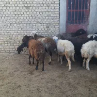 ۱۶تا میش قره قزل و پلنگی اتوبوسی|حیوانات مزرعه|بروجرد, |دیوار