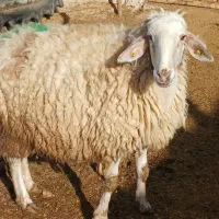 میش هترو خالی