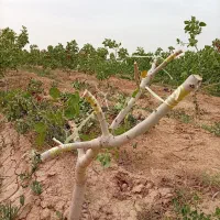 پیوند نهال و درخت پسته