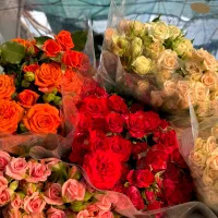 خانم جهت کار در گلخانه گل رز