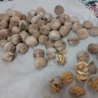 گردو|خوردنی و آشامیدنی|مشهد, یاس|دیوار