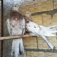 سرول لیمویی