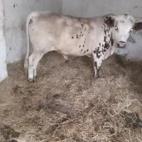 گوساله نژاد سوئیسی نر