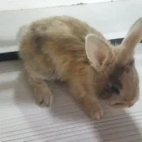 خرگوش|موش و خرگوش|تهران, جوادیه تهرانپارس|دیوار